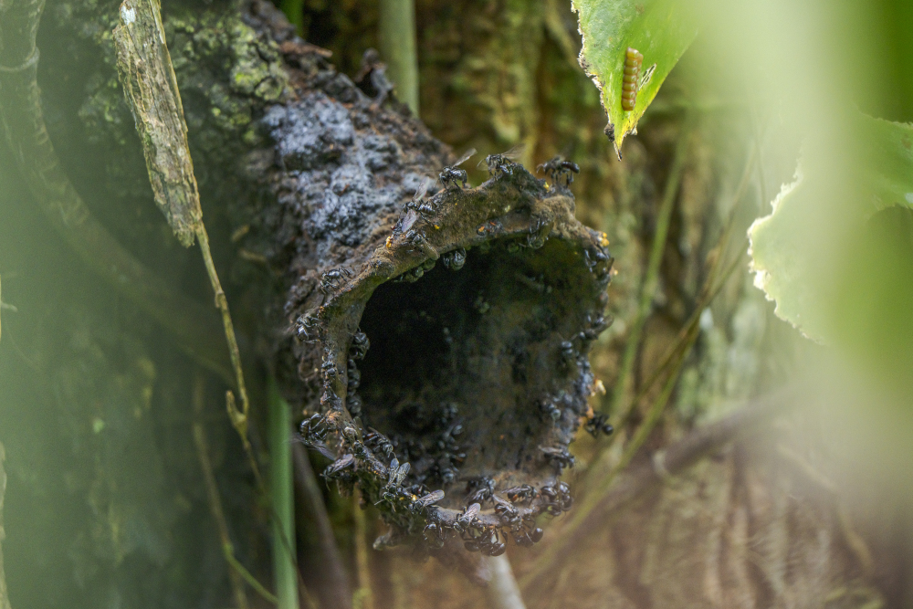 a vulture bee hive where they make honey out of rotten meat a vulture bee hive where they make honey out of rotten meat
